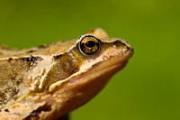 Frog (4)