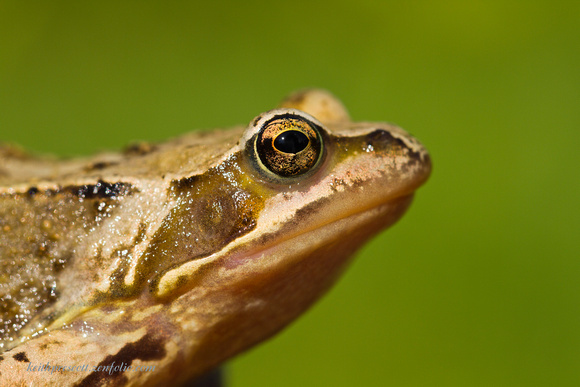 Frog (4)